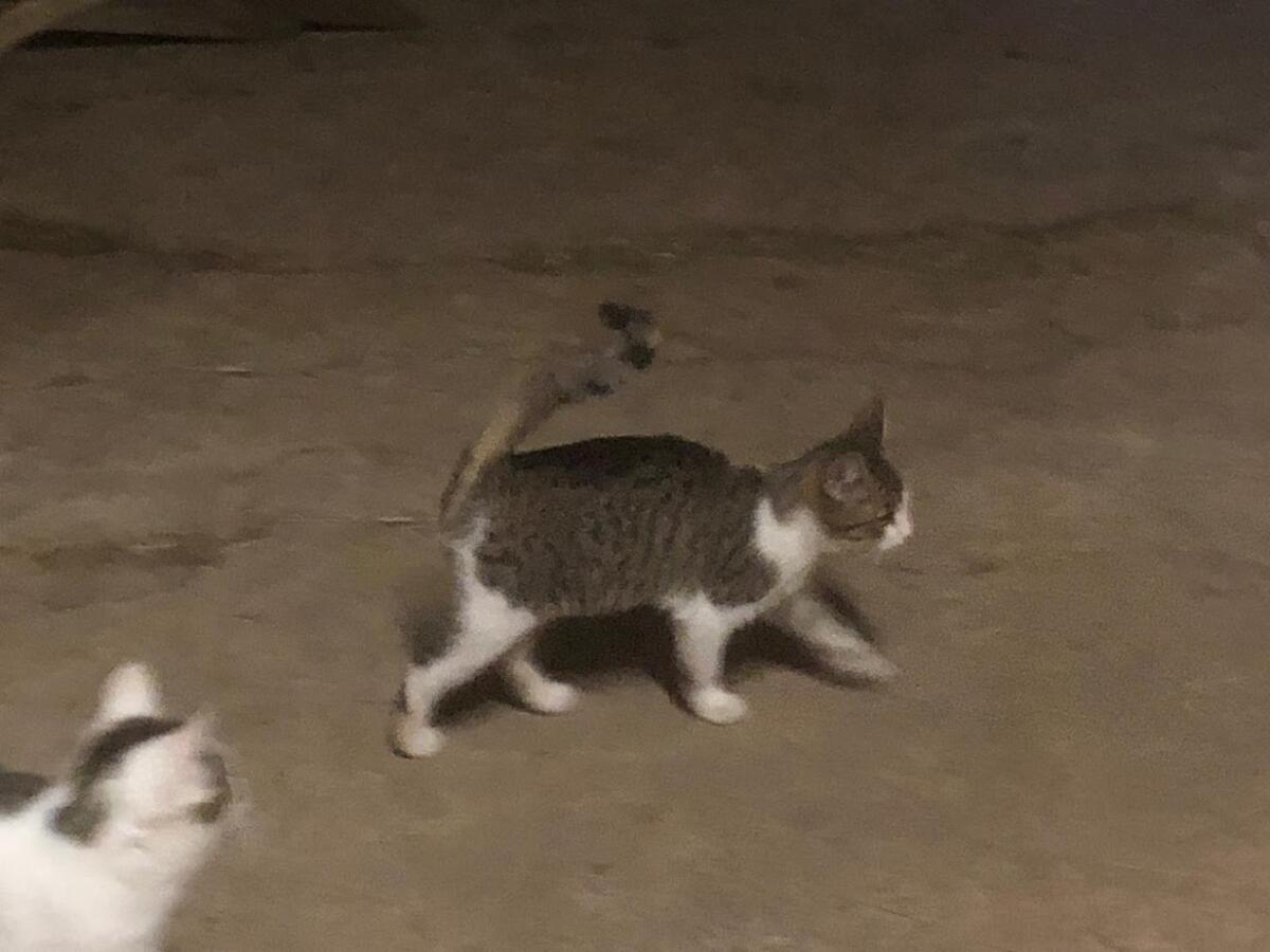 Katzenkinder 1