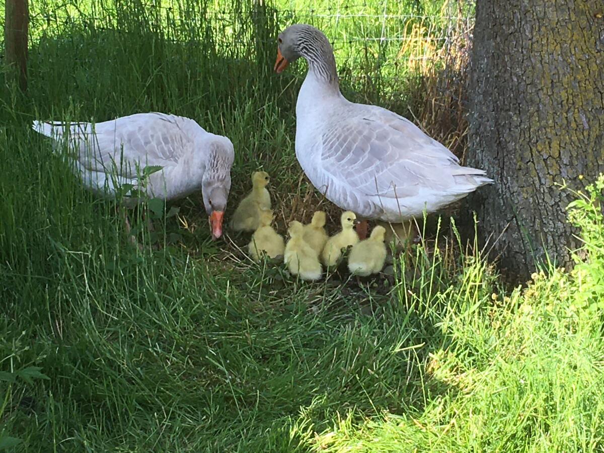 Fränkische Landgänse 2