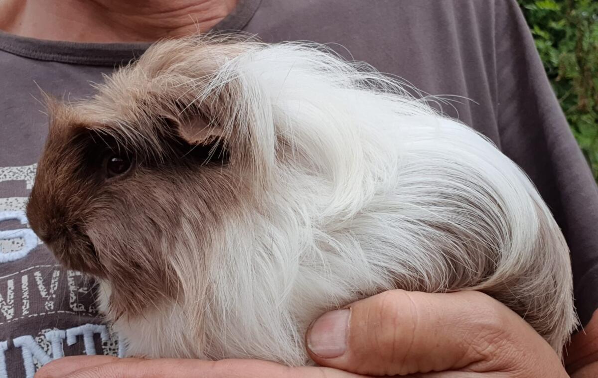Meerschweinchen Langhaar 1