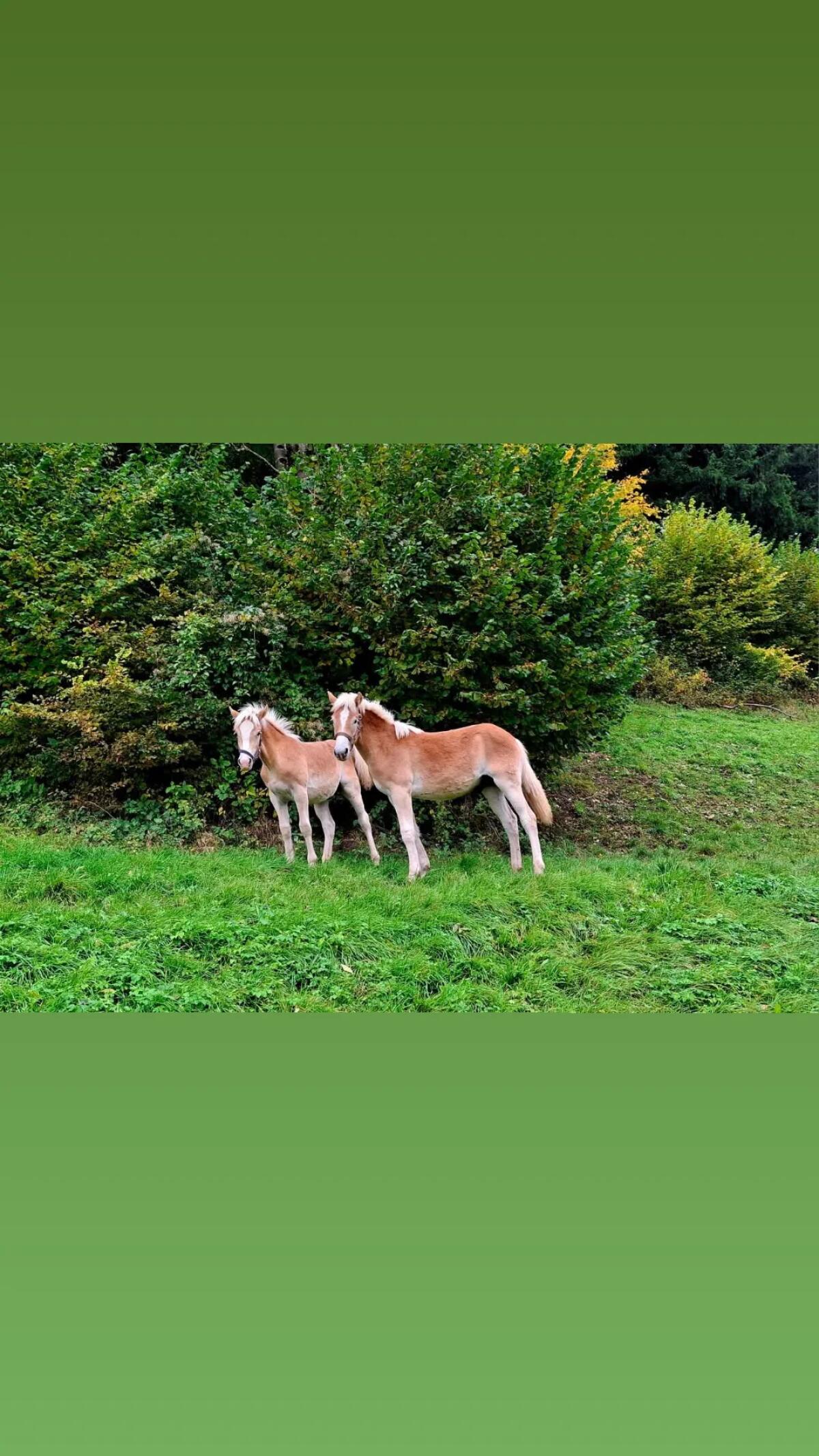 Haflinger 1