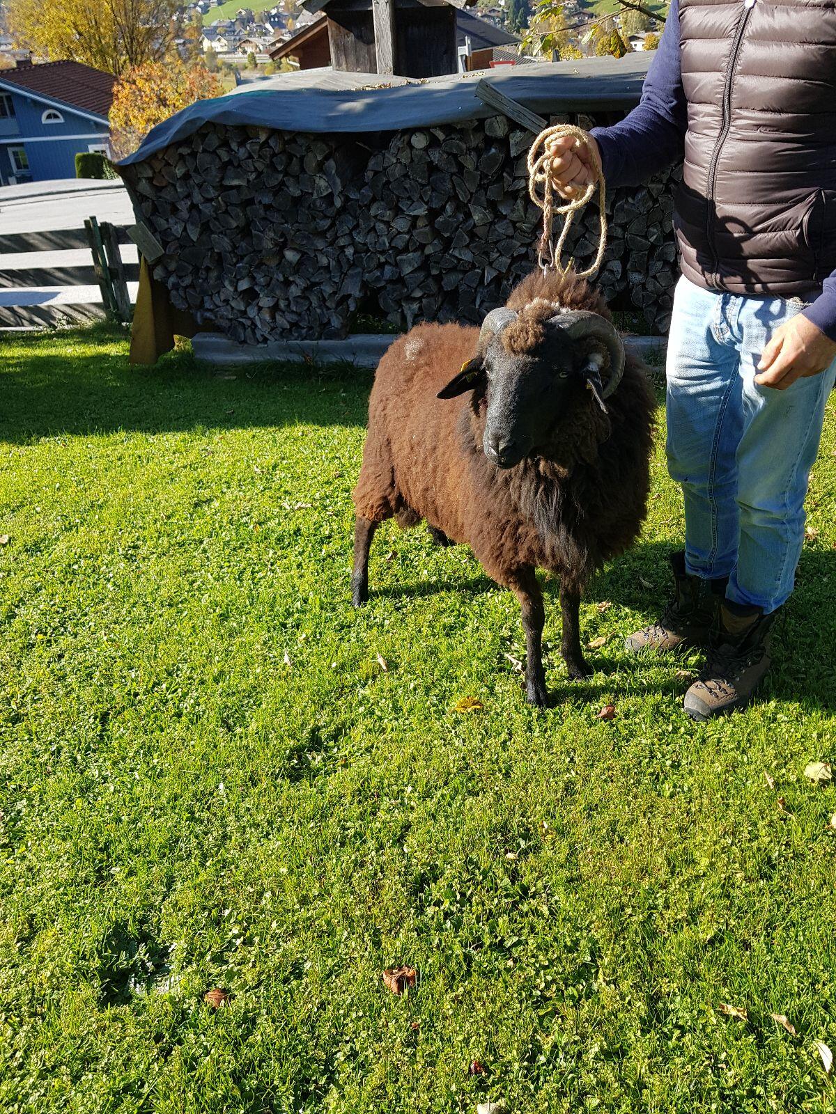 Gekörter Alpiner Steinschaf-Widder 2