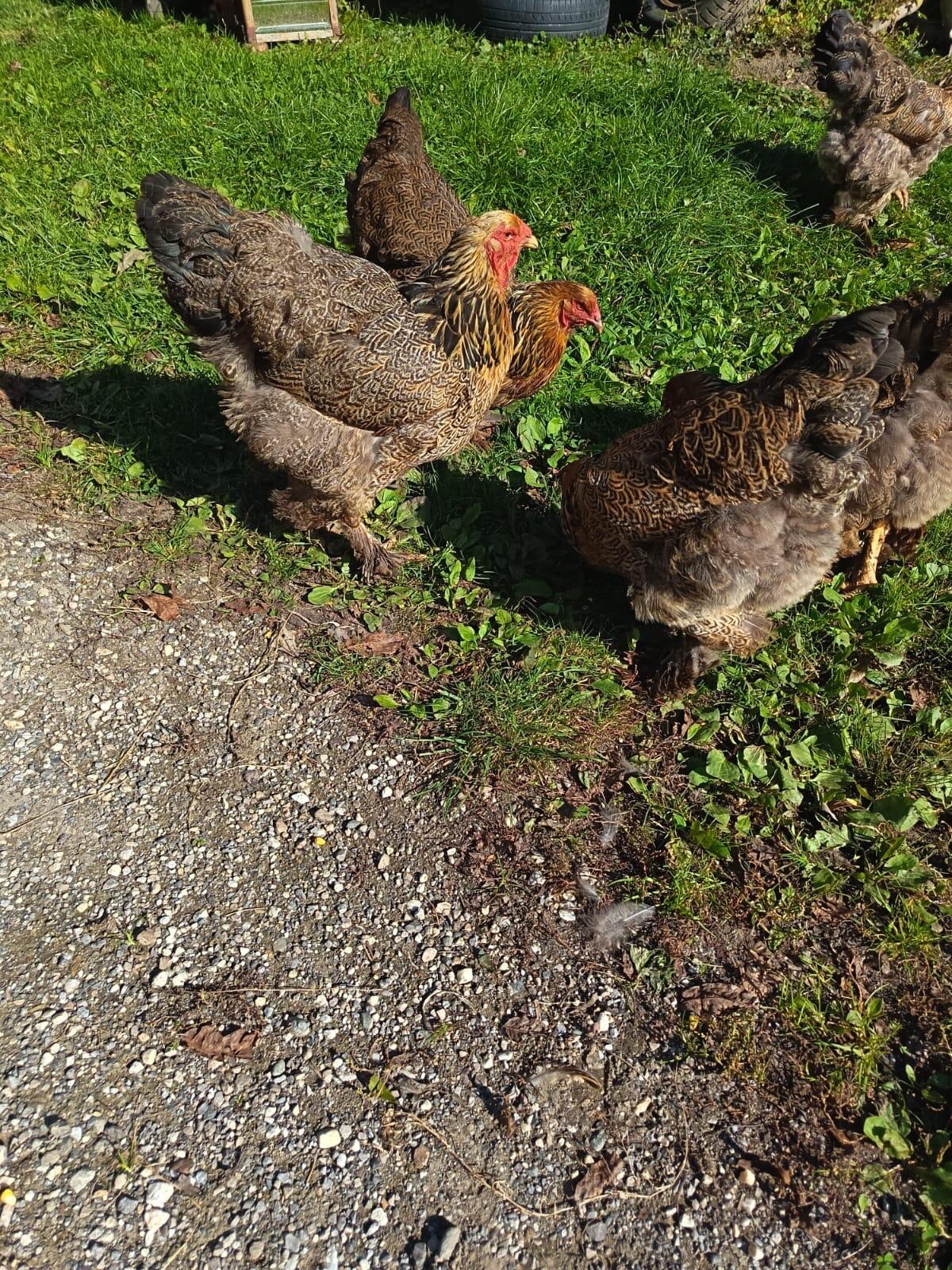 Brahma 2