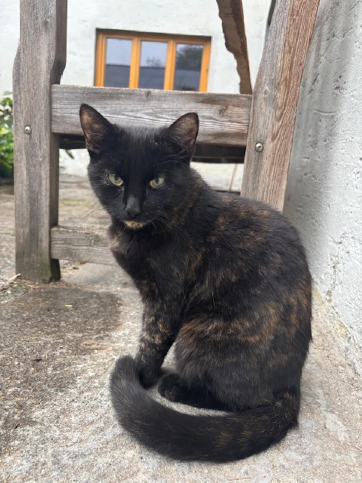 Graue und schwarze Katze 2