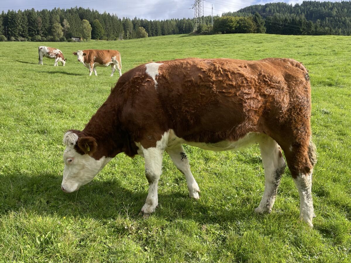 Trächtige Fleckviehkalbinnen 3