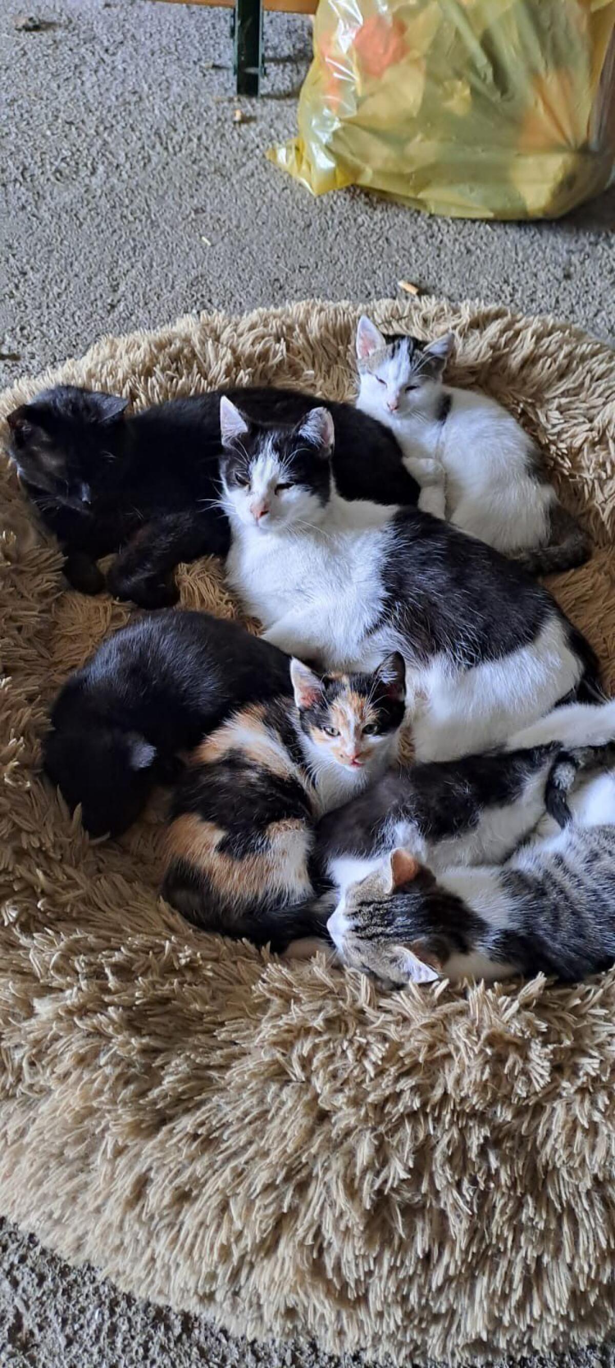 Kleine Katzen 2