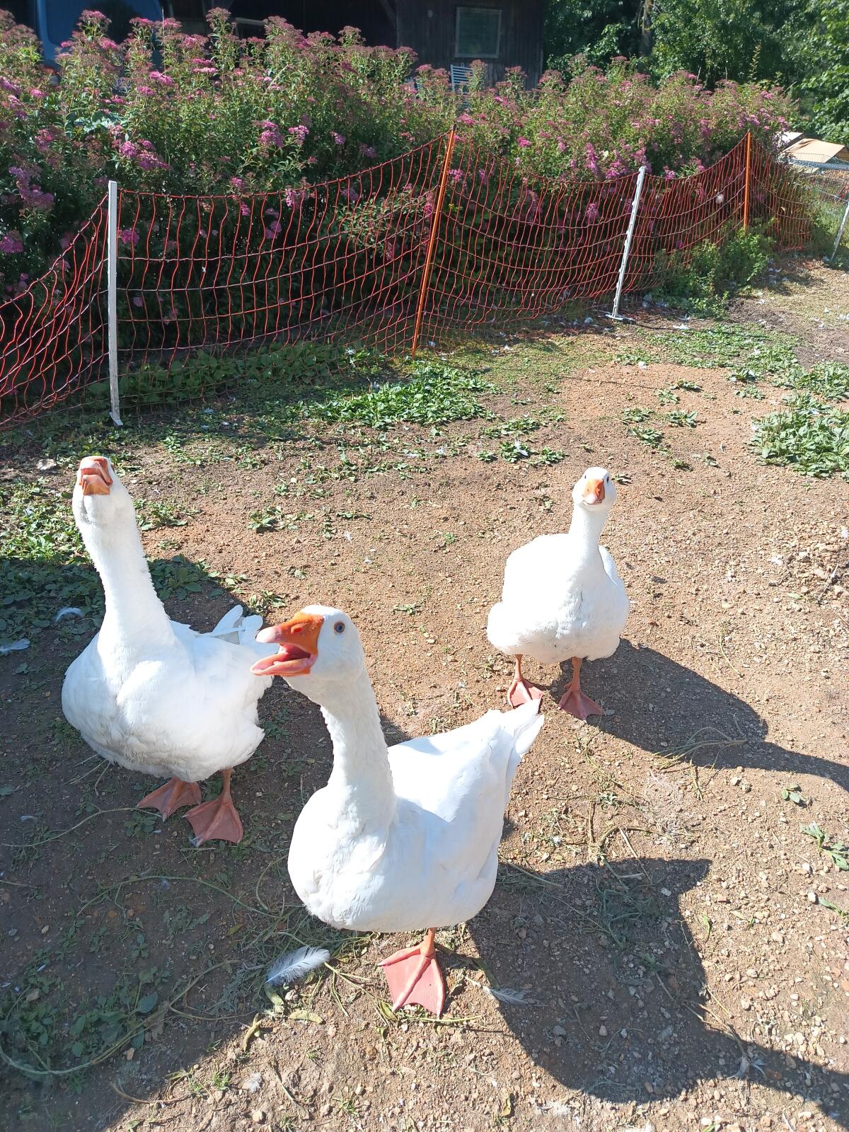 Verkaufe 3 Gänse 2