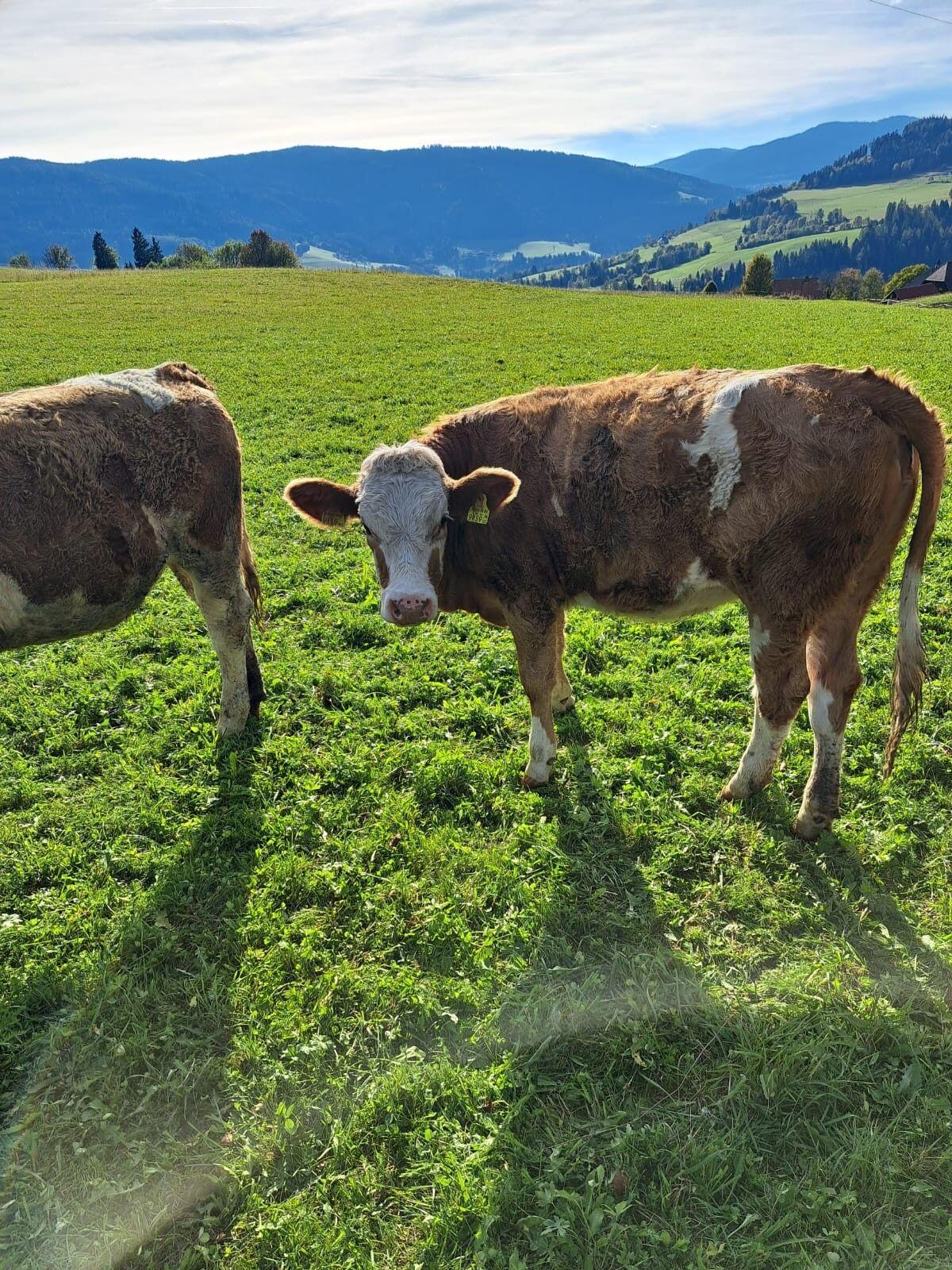 2 Bio Zuchtkalbinnen 2