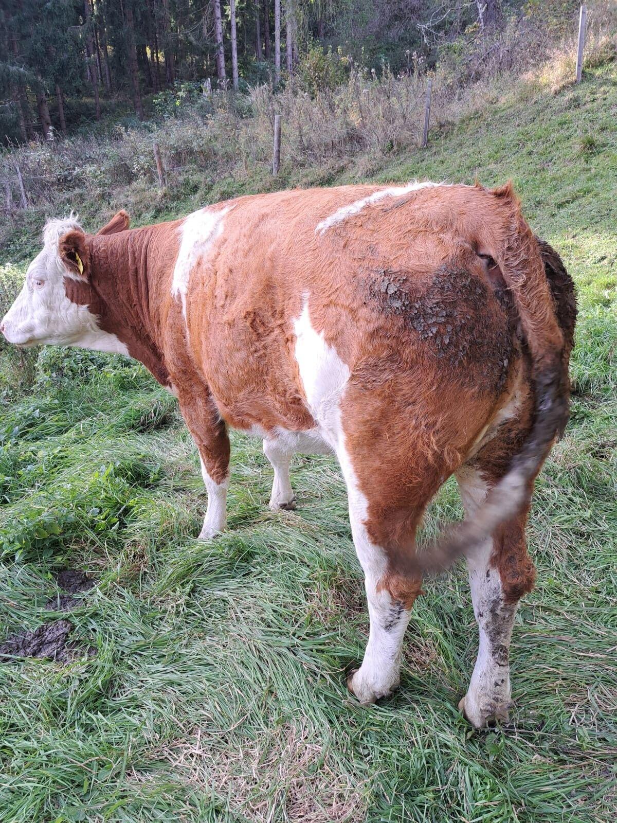 2 trächtige Bio Zuchtkalbinnen 1