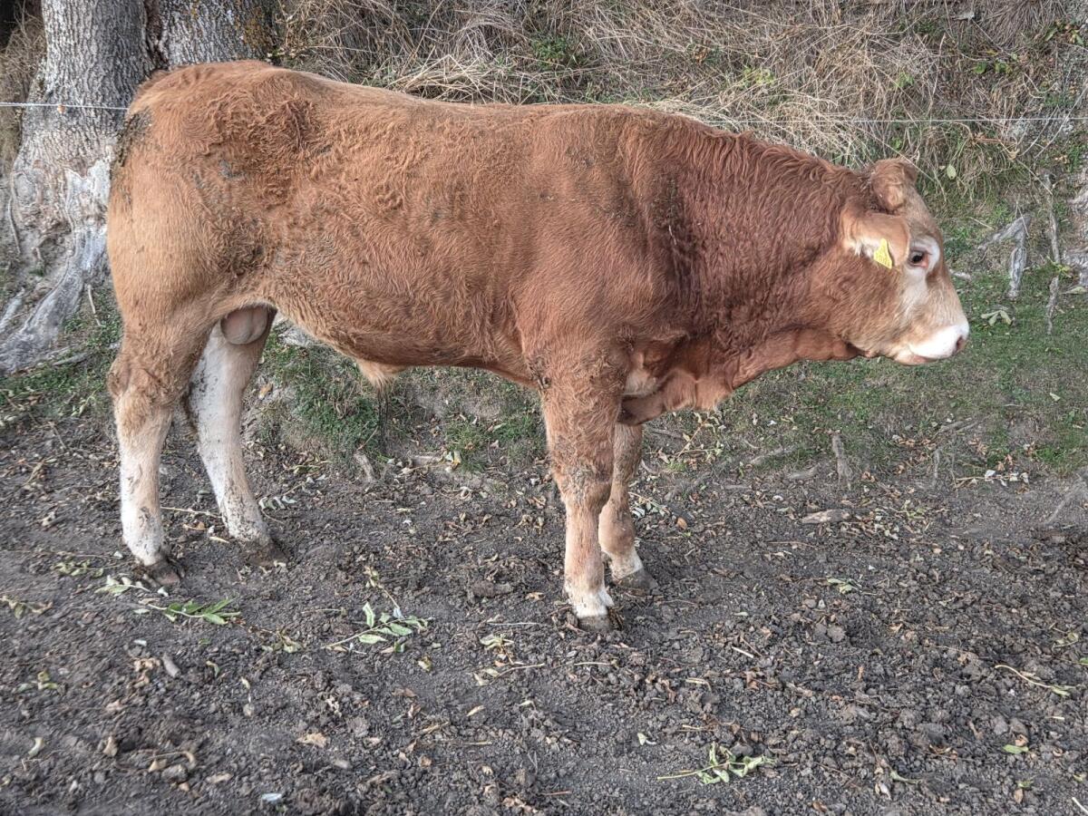 Limousin Zuchtstiere 2