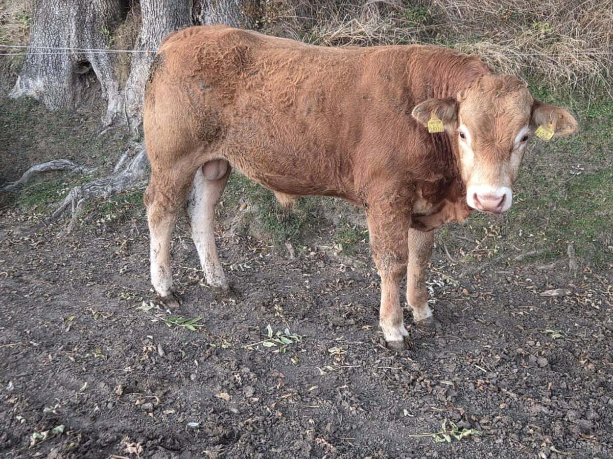Limousin Zuchtstiere 3