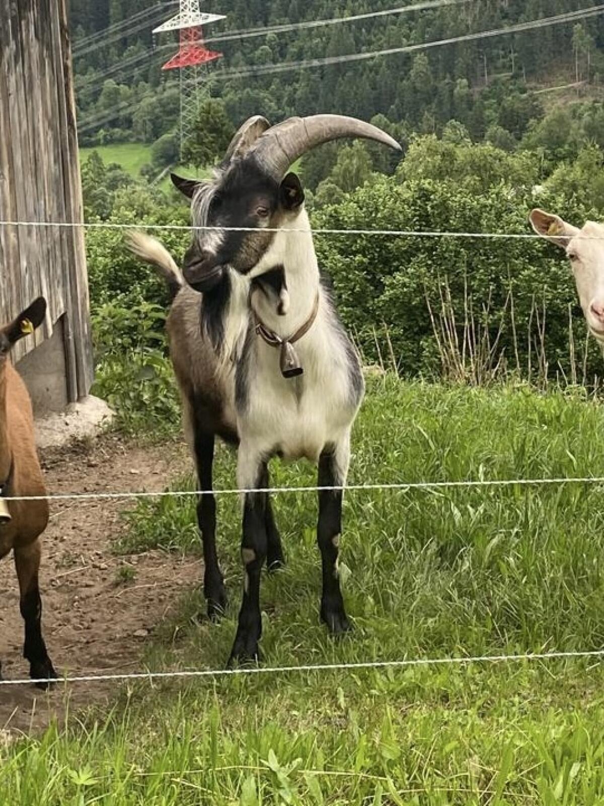 2-jähriger Pfauenziegenbock 2