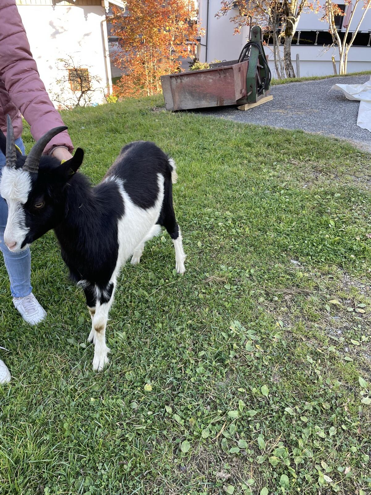 Tauernschecken Kitz 3