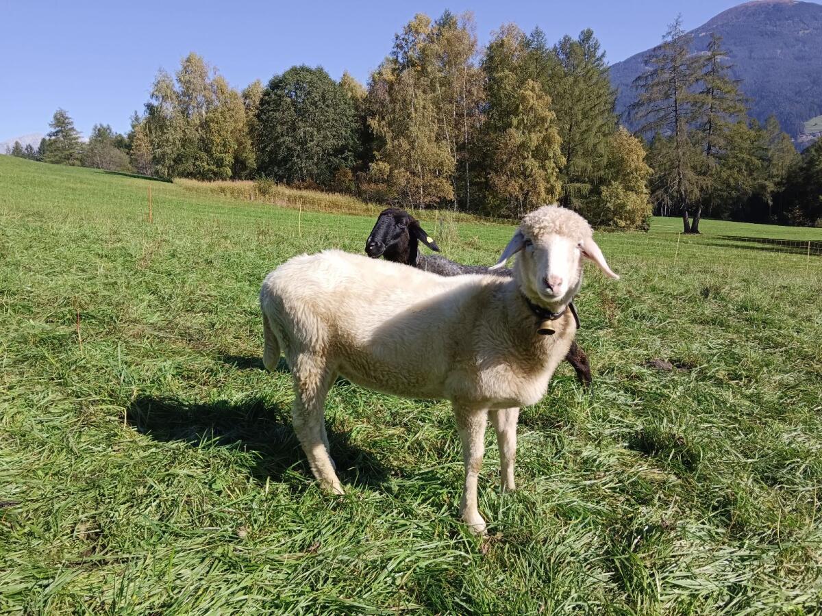 Steinschaf Weiß 2