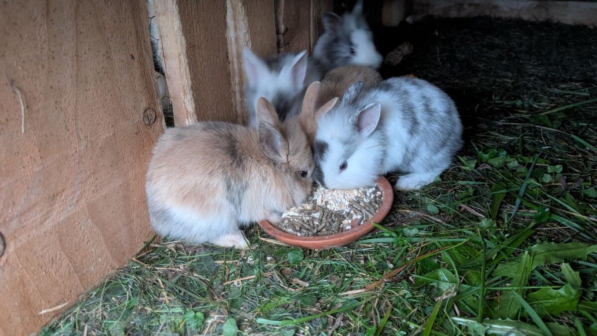 Löwenkopf Zwergkaninchen in allen Farben 3