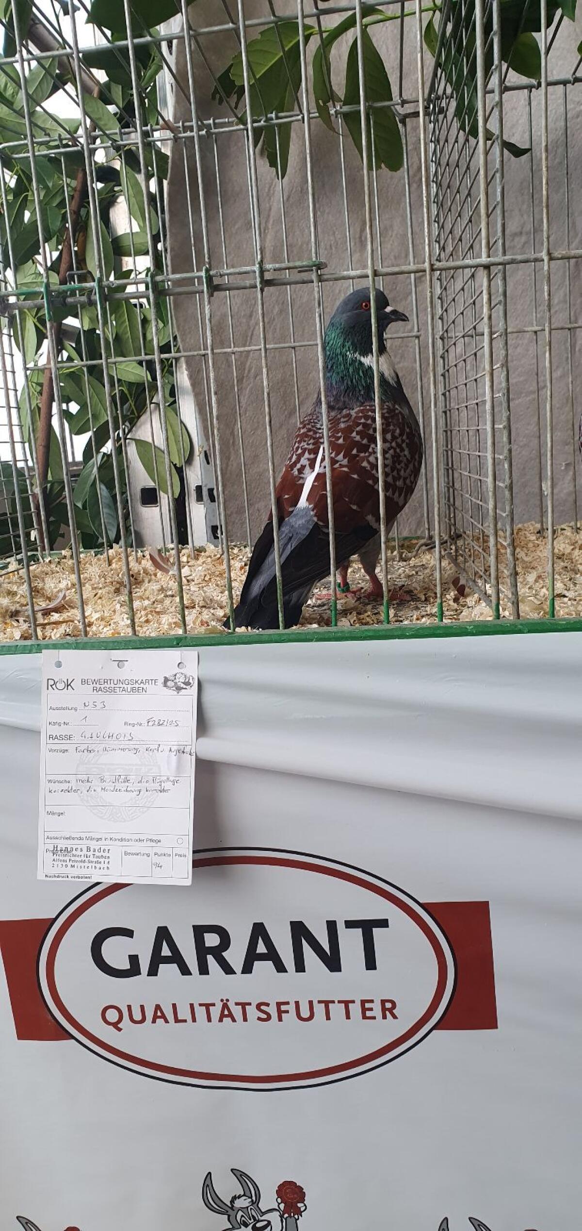 Cauchois Tauben zu verkaufen 1