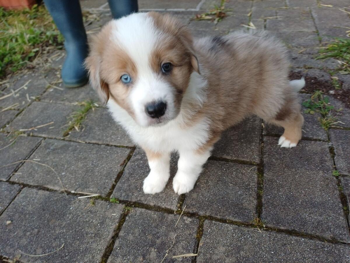 Border Collie Australian Shepherd Welpen 1