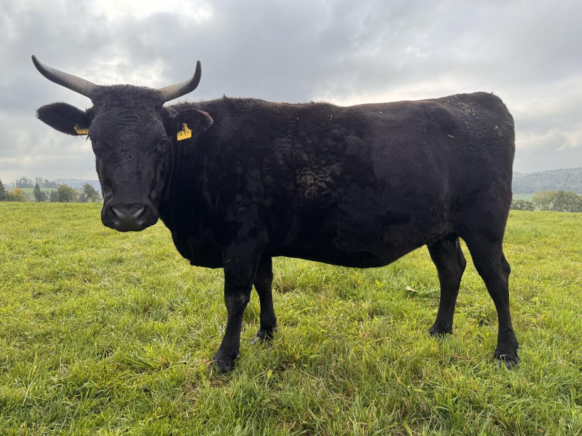 Bio Wagyu-Herde - 100% Wagyu - mit DNA-Zertifikat 3