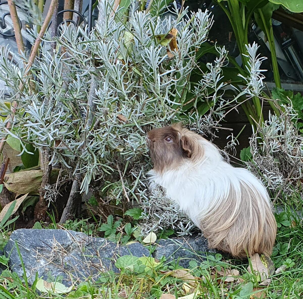 Meerschweinchen Langhaar 2