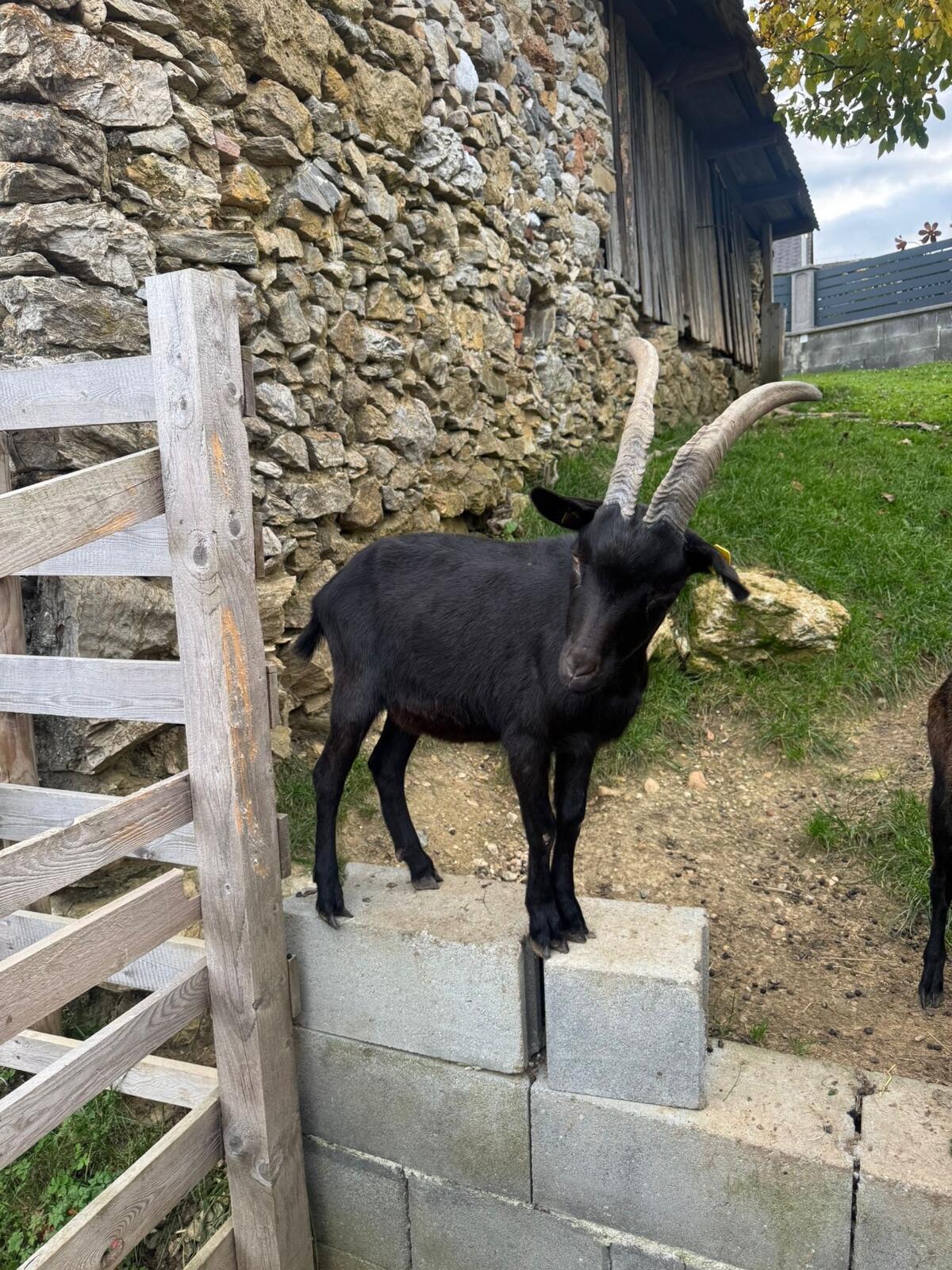 Verkaufe mehrere Aosta Ziegen und Kitze 3