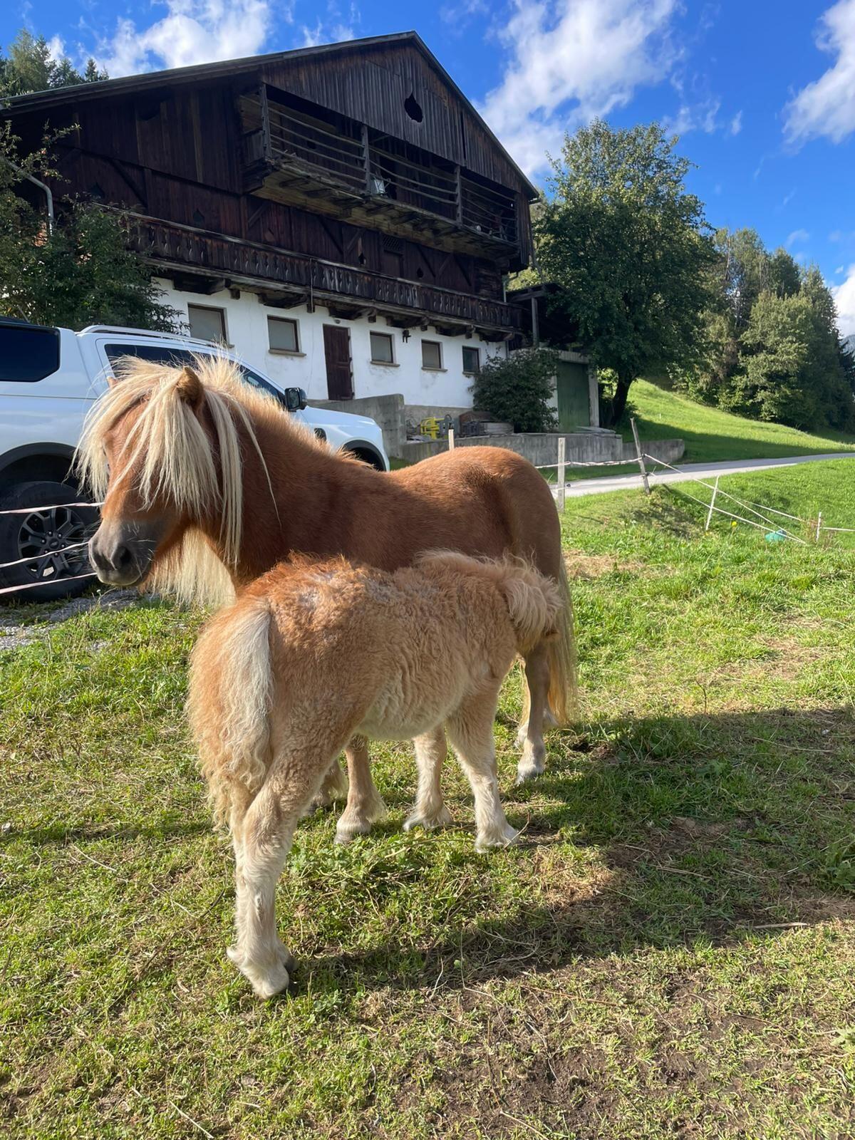 Pony zu verkaufen 3
