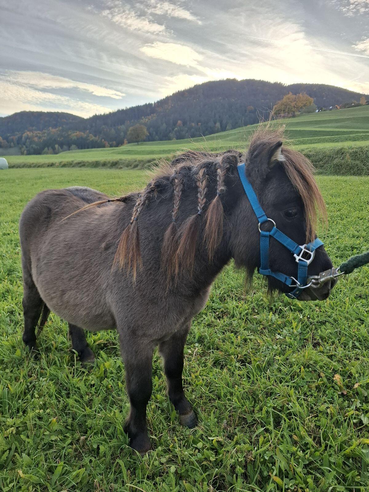 Minishetty Hengstfohlen 2