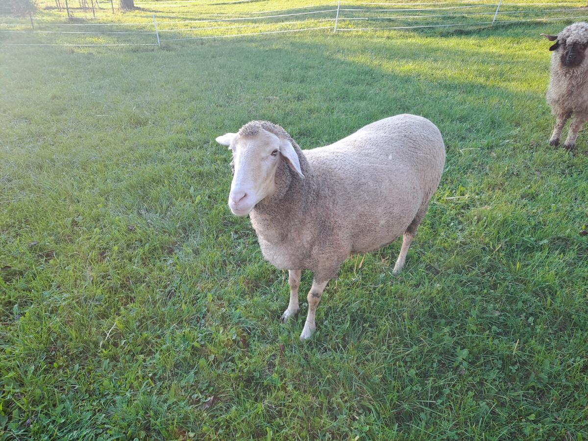 Merino Schaf 1