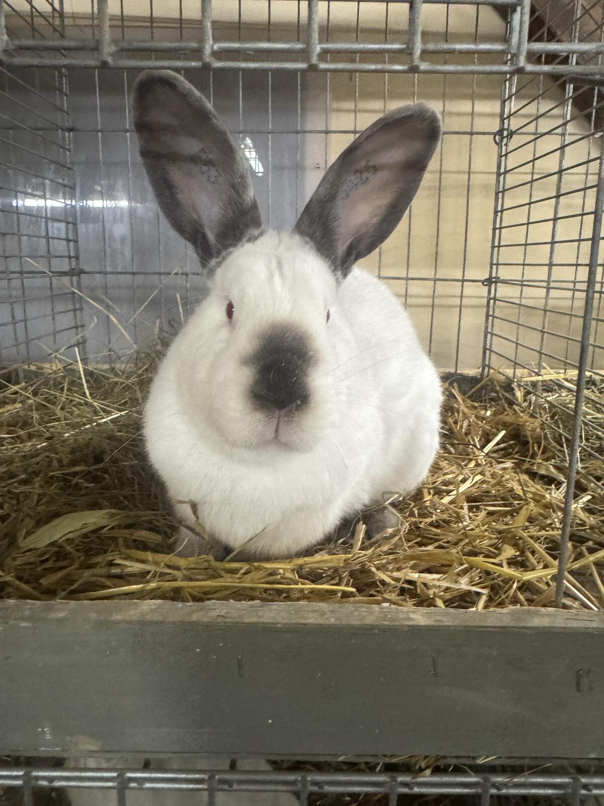 Kalifornier Kaninchen 2