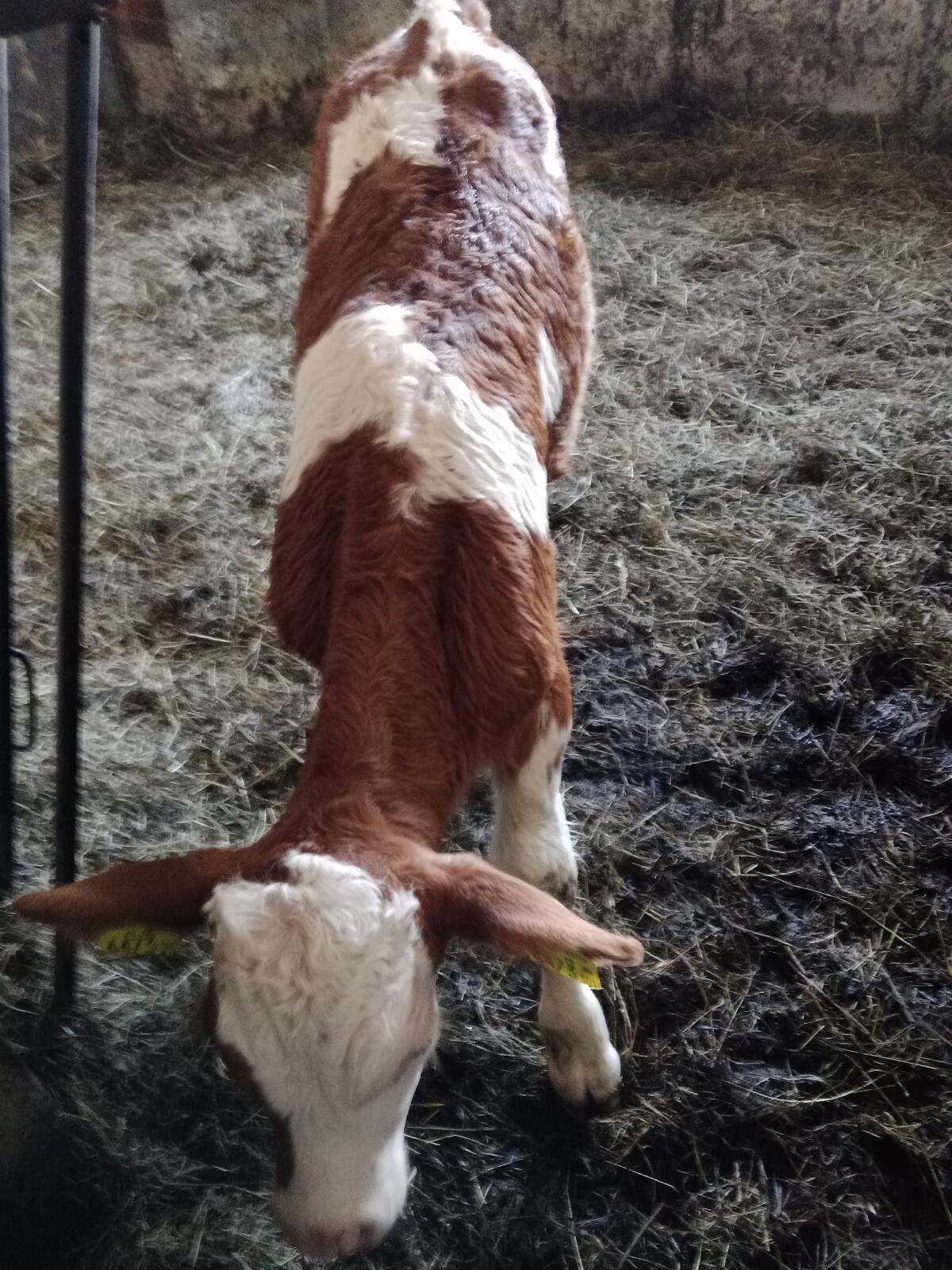 Fleckviehstierkalb Bio 1