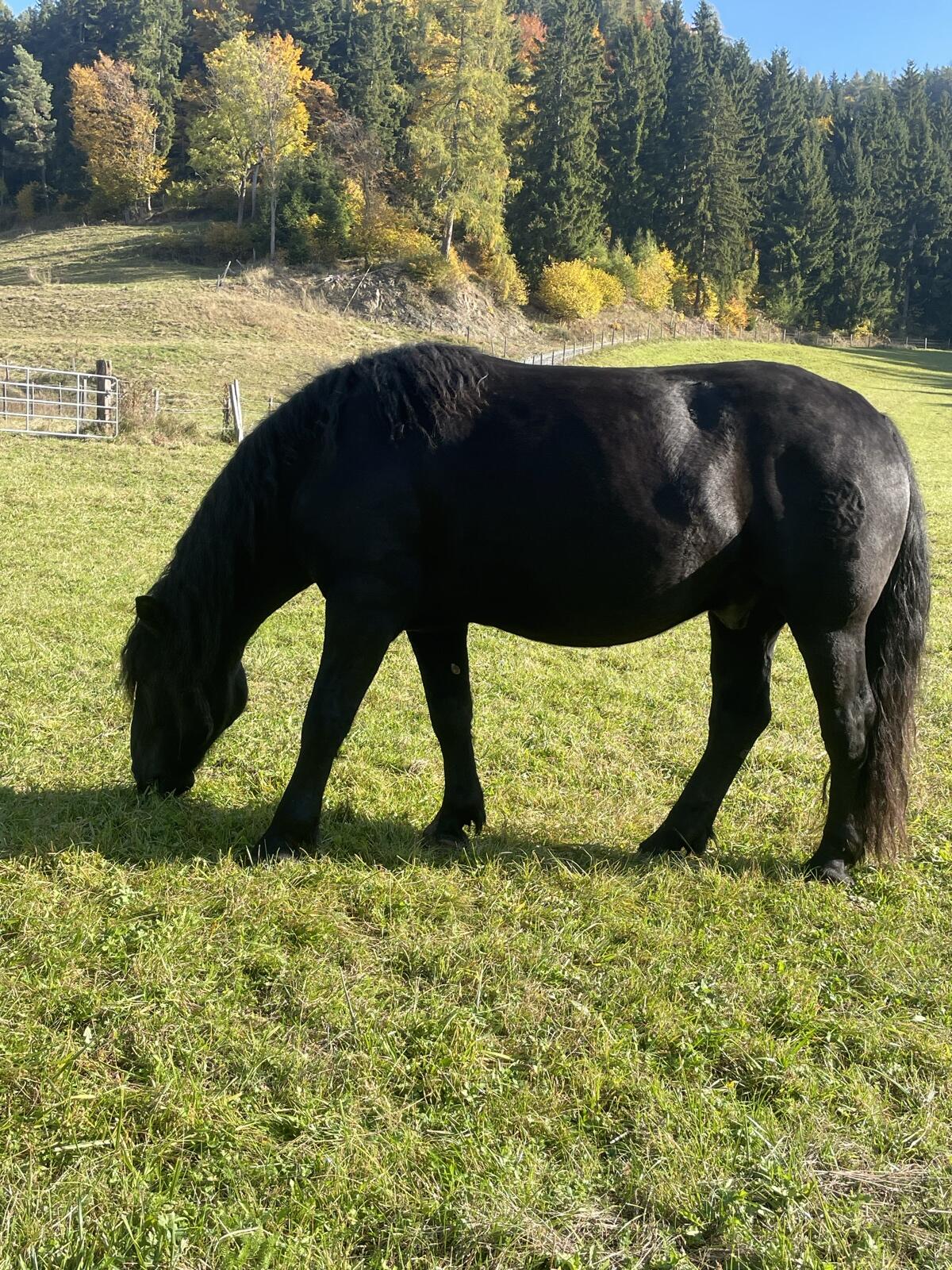 Noriker Wallach 3