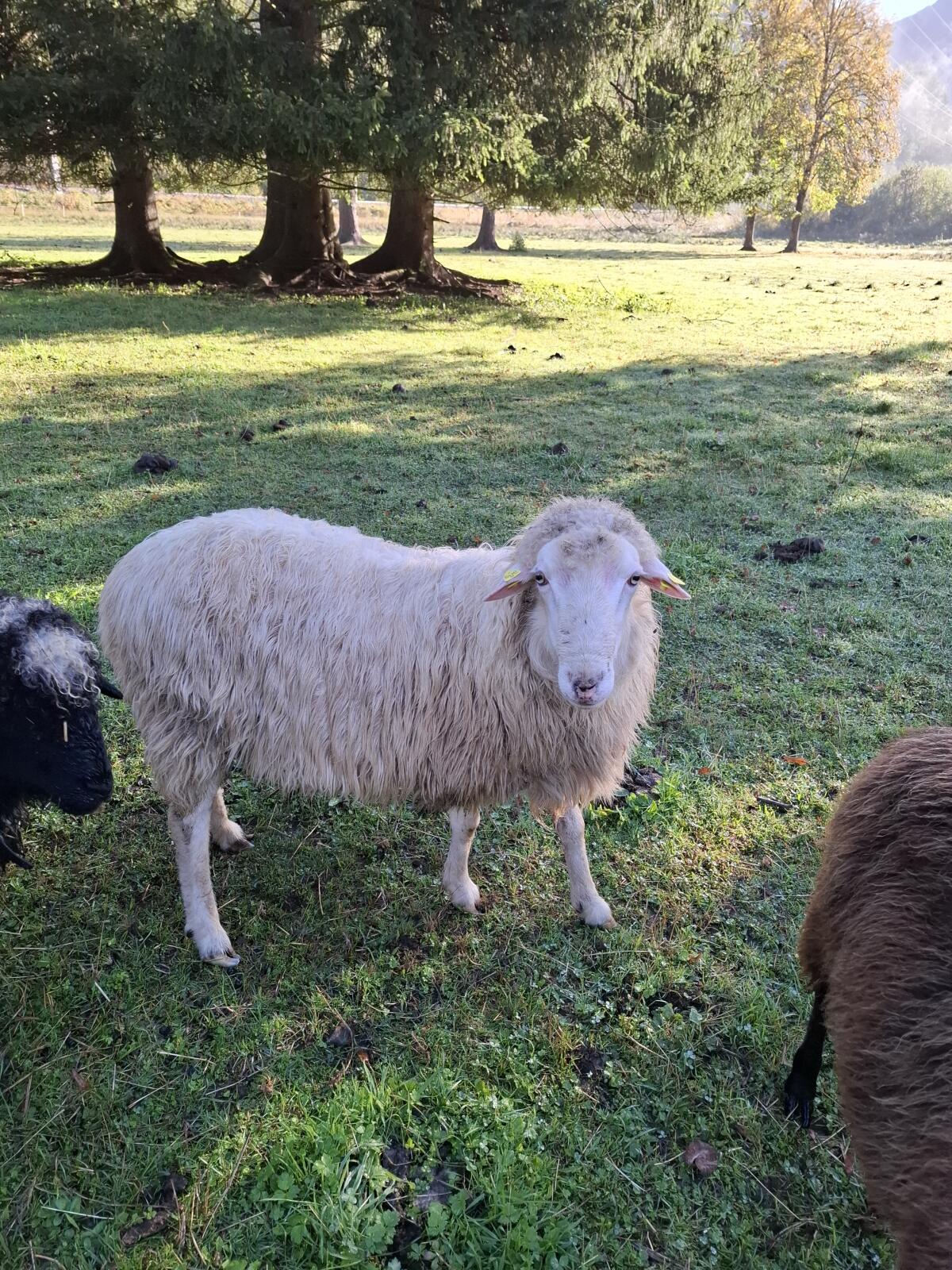 Verkaufe gekörten Krainer Steinschaf Zuchtbock 2