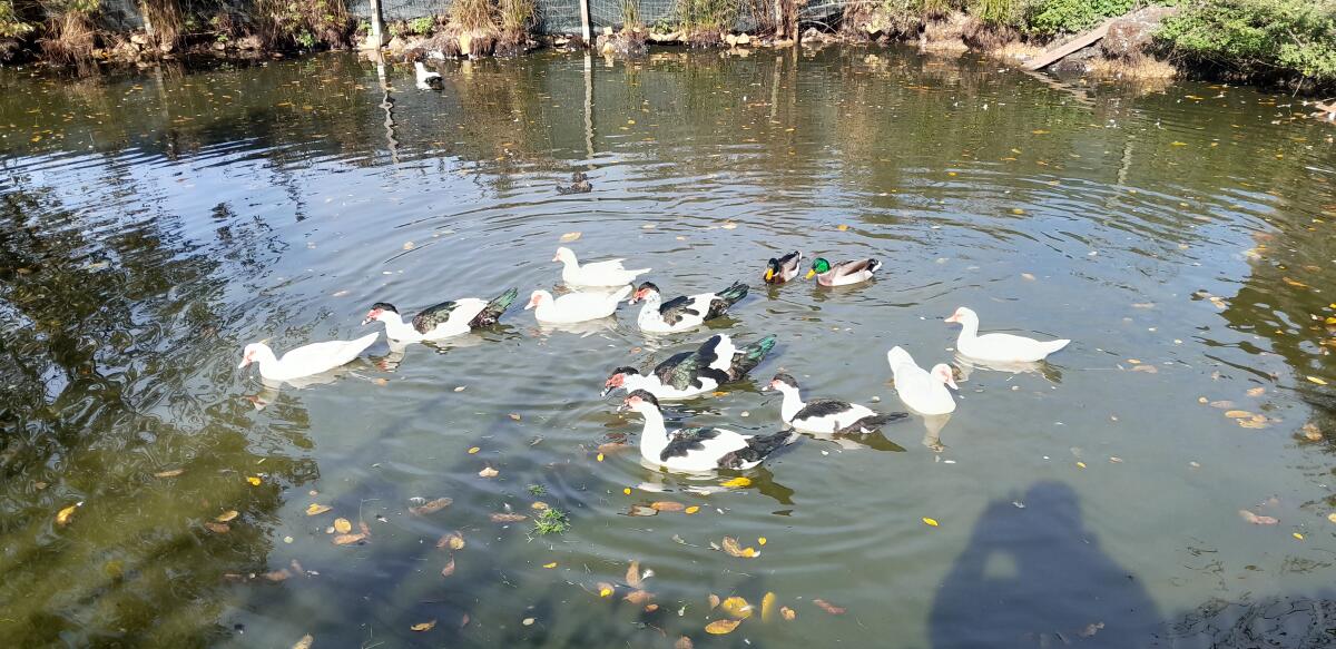 Verkaufe Stille Enten 2