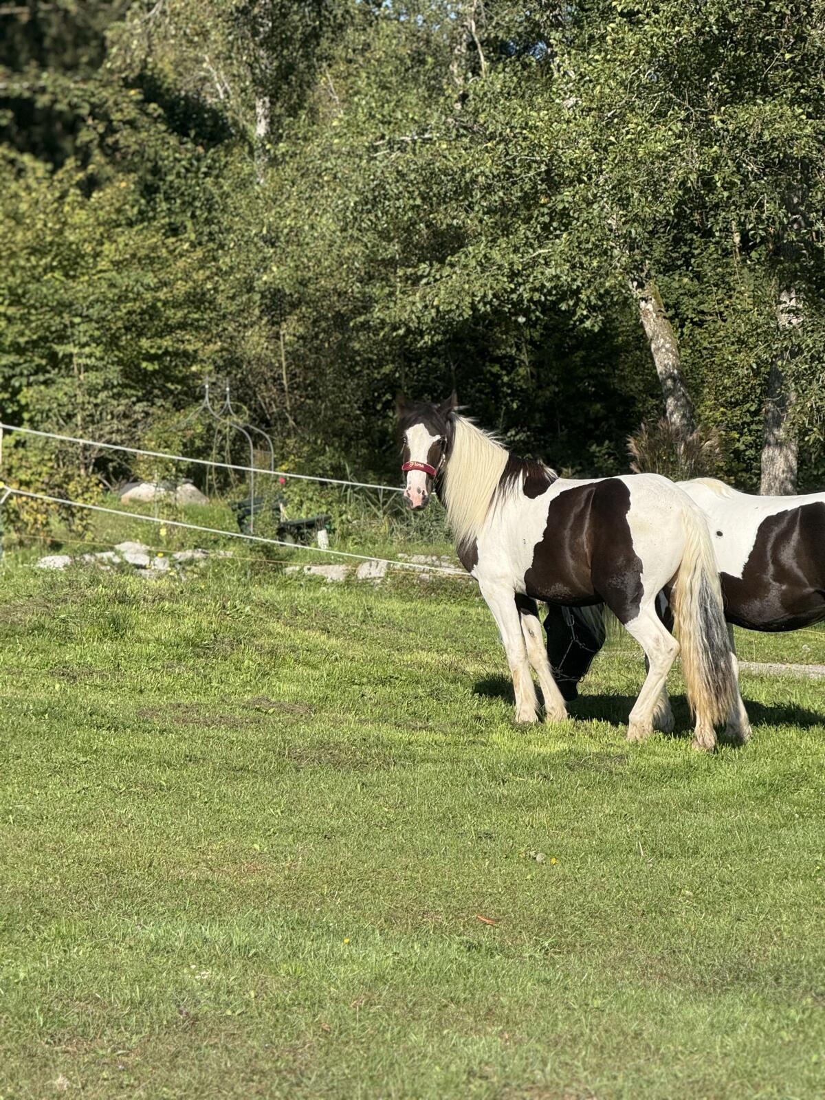 Barock Pinto Stute 3