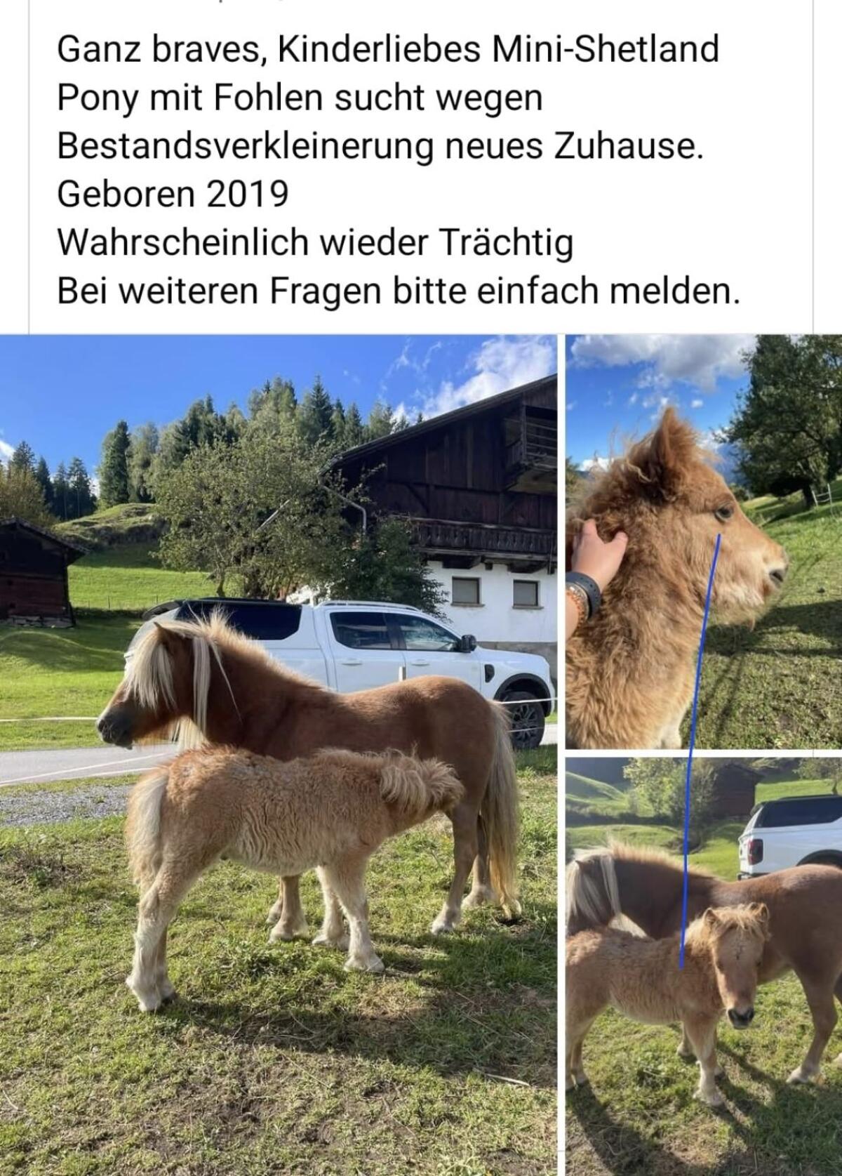Pony zu verkaufen 1