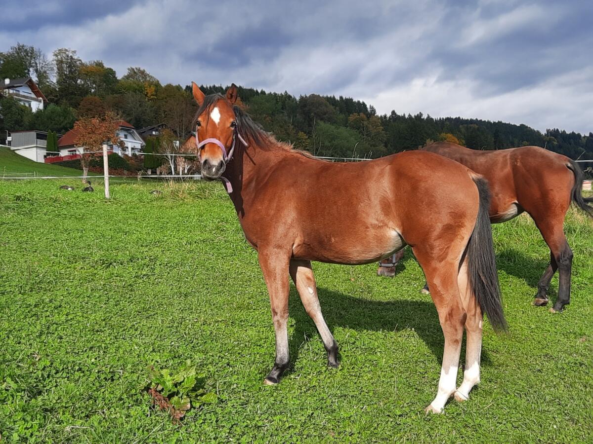 Quarter Horse Stute 2