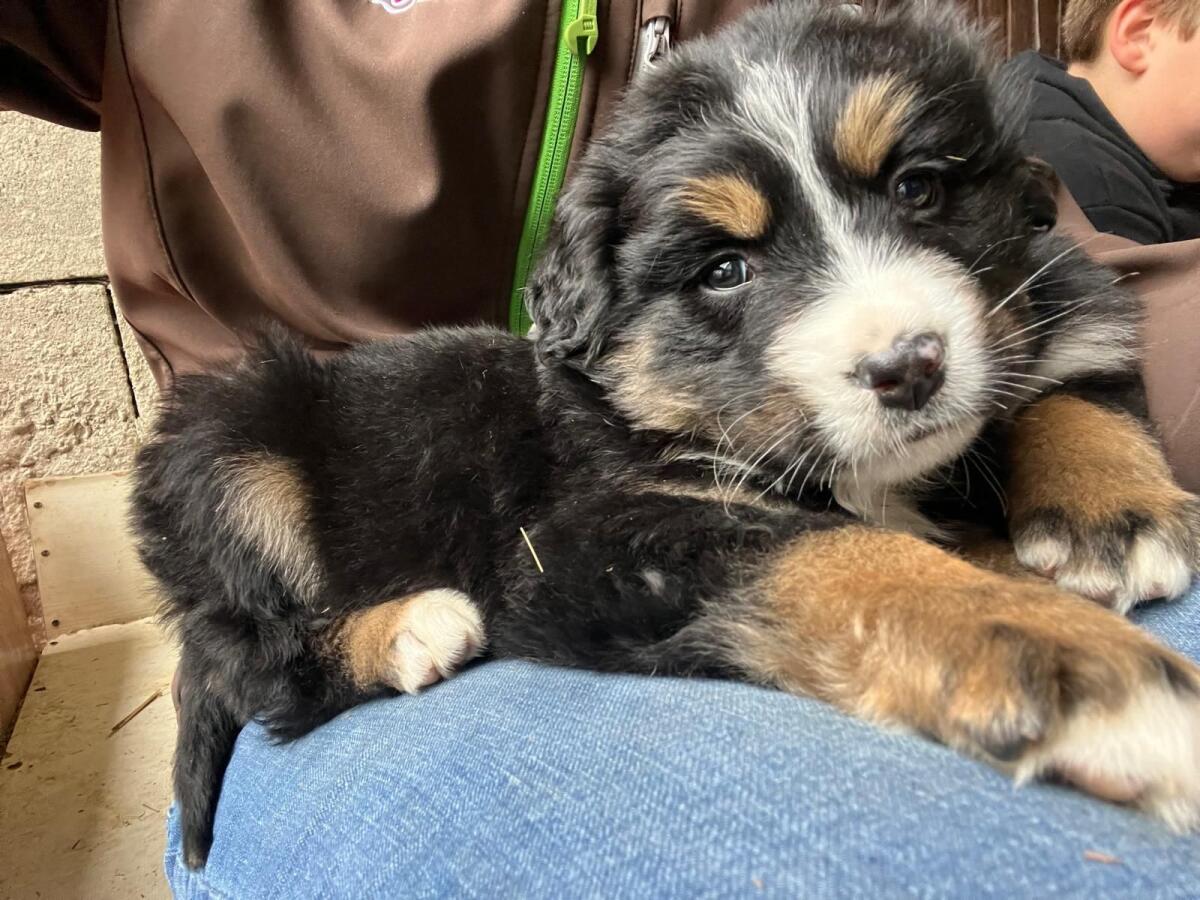 Bernersennenhunde 2