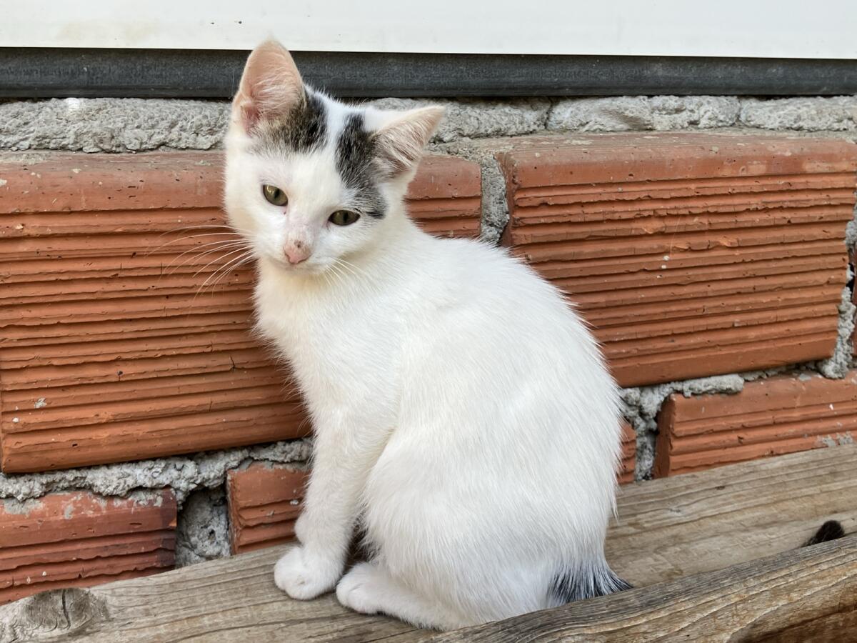 Katzen - Babykatzen - vollständig geimpft 2