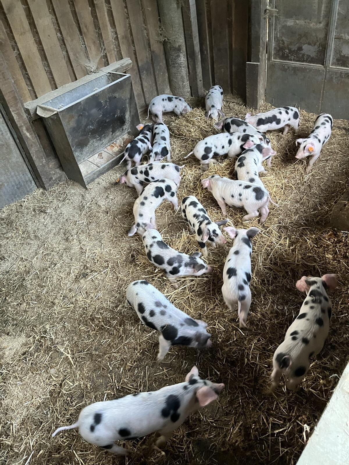 Bunte Bentheimer Ferkel 3