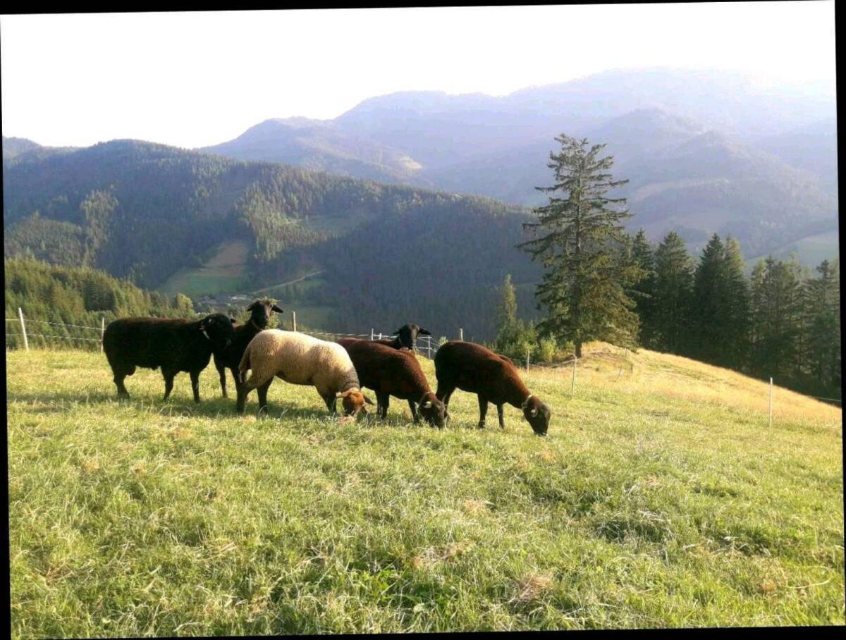 Verkaufe Jurazuchtlämmer 3