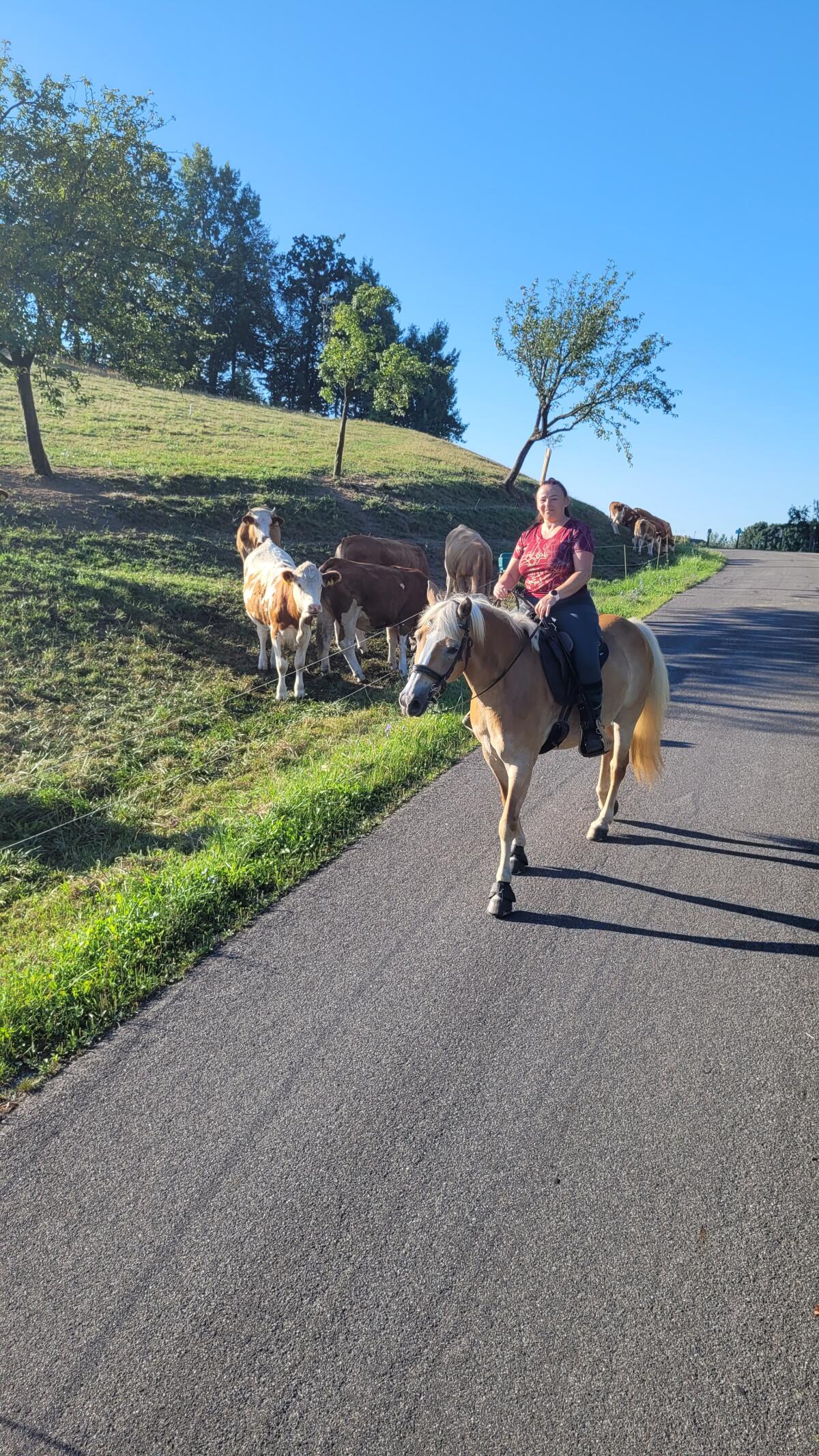 Haflinger-Zuchtstute 2