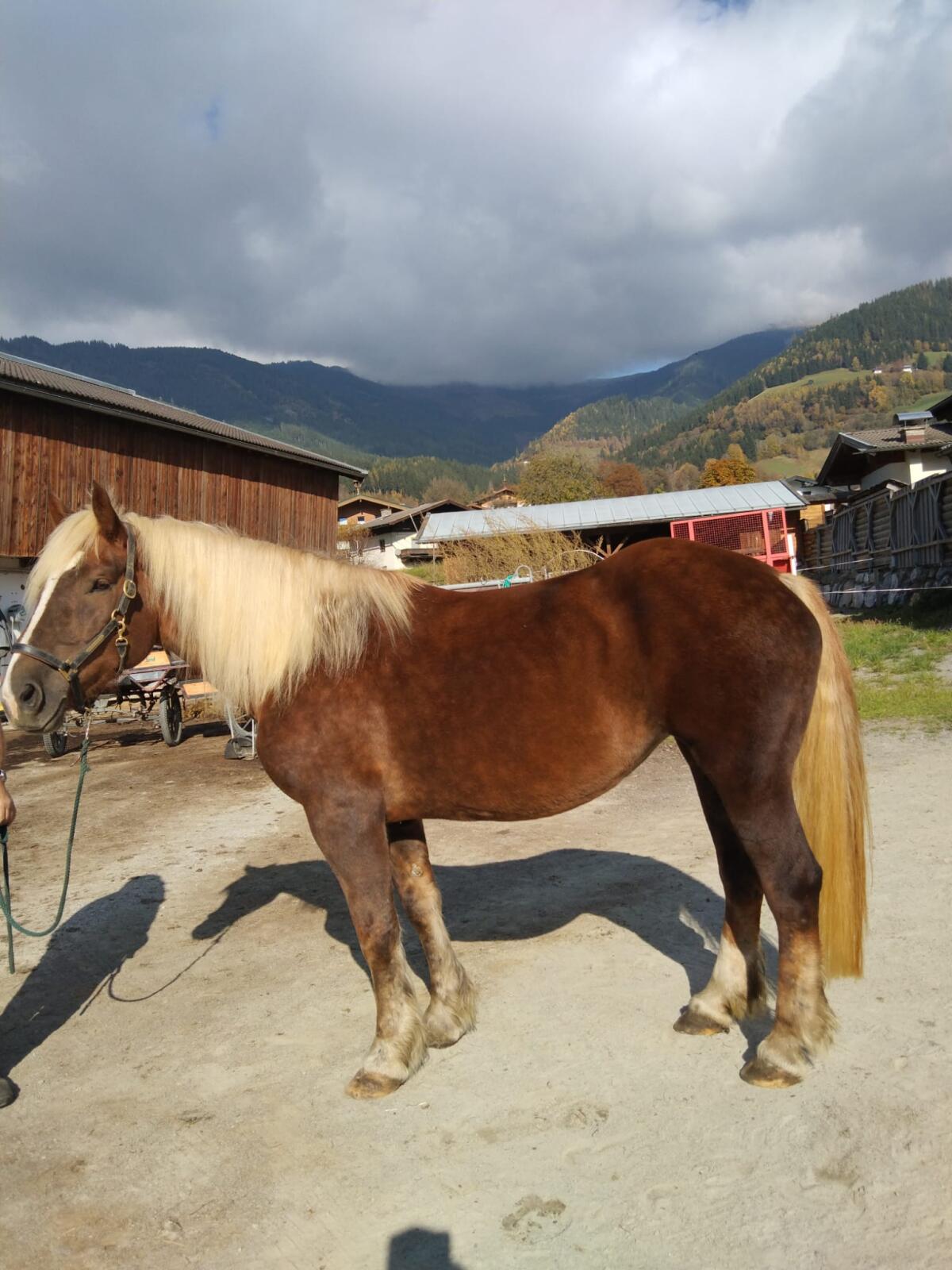 5-jährige Dunkelfuchsstute RONJA 1