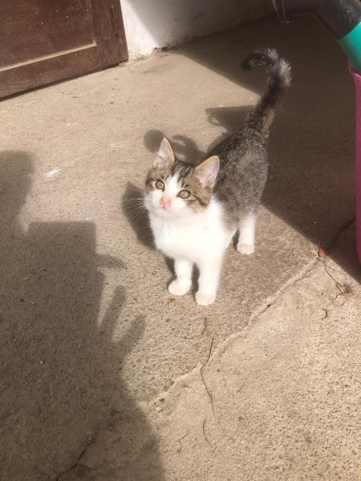 Katzenkinder 2