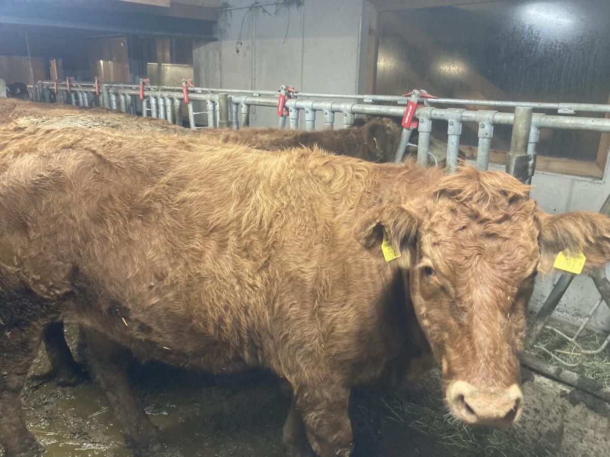 Bio Fleckvieh/Limousin Rind trächtig 1