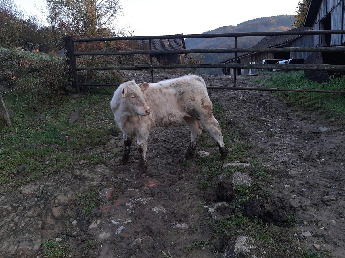 CHAROLAIS Fresser Einsteller 3