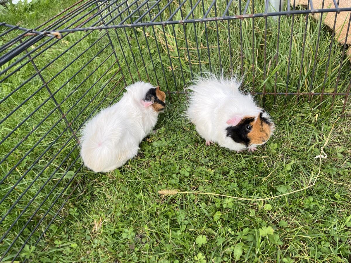 Meerschweinchen 2