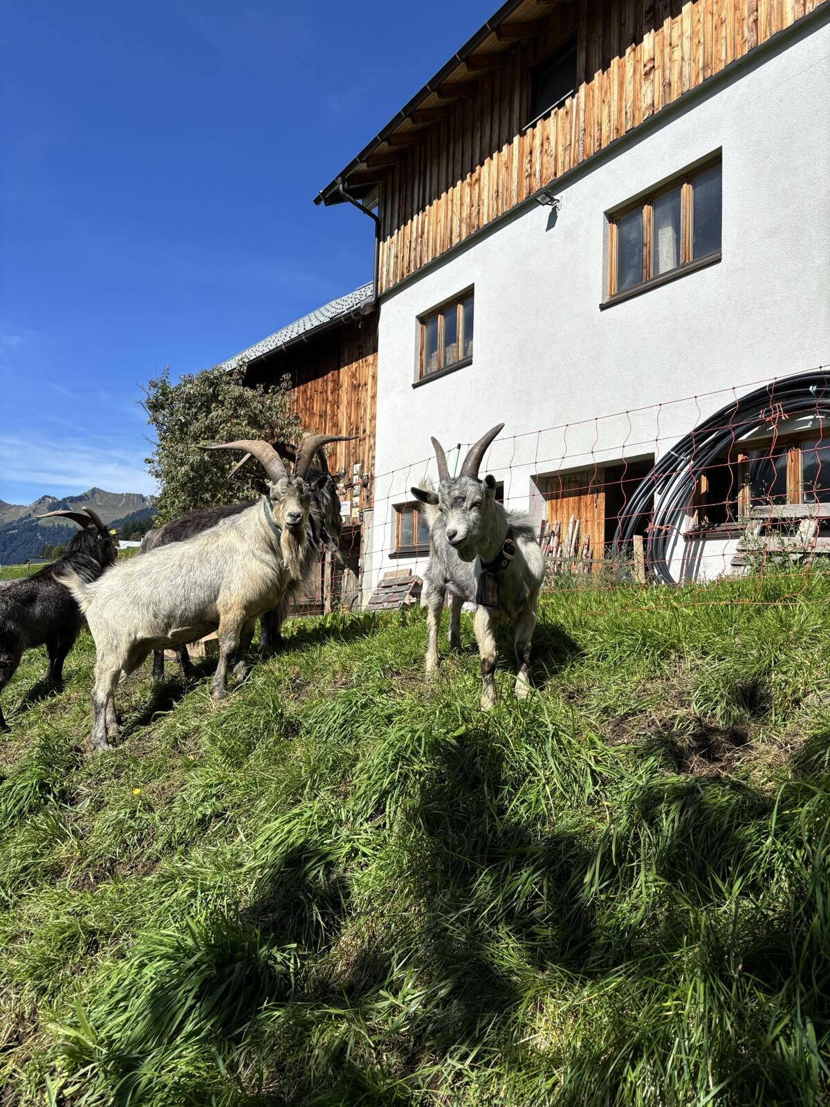 Blobe Bock L-Linie 3