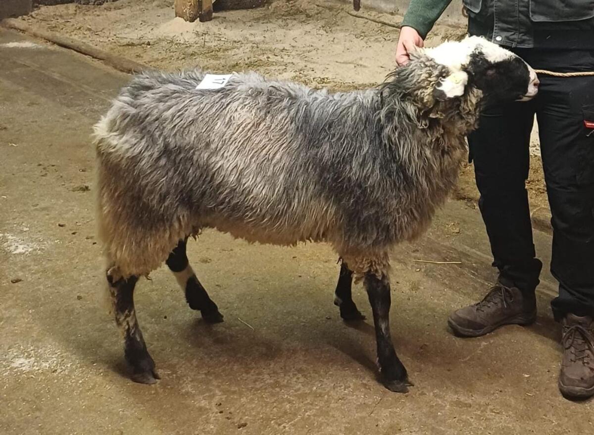 Gekörter Alpiner Steinschaf Widder 2