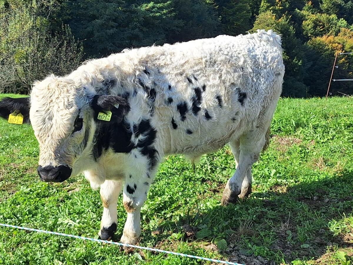 BIO Pustertaler PSS Stier, Onyx AT16 8573 788 3