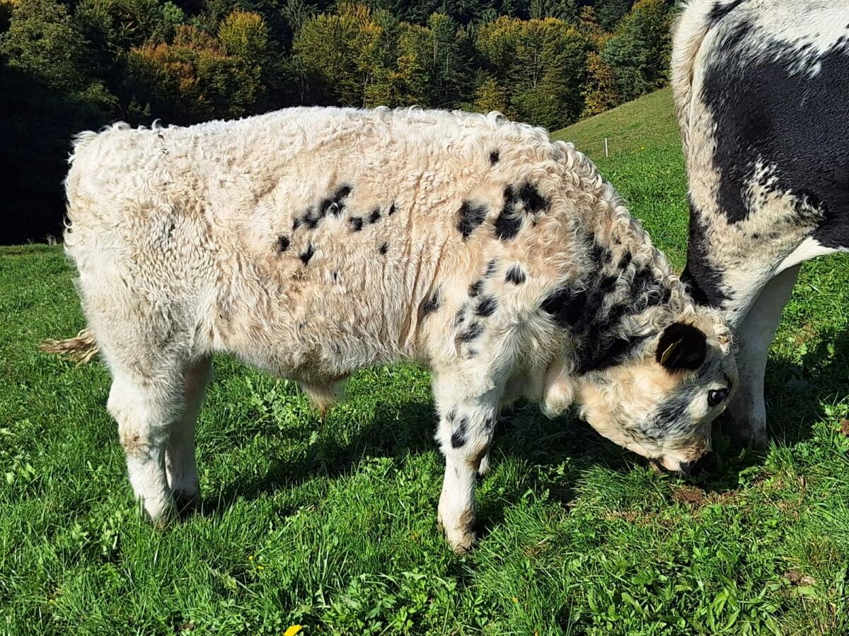 BIO Pustertaler PSS Stier, Onyx AT16 8573 788 2