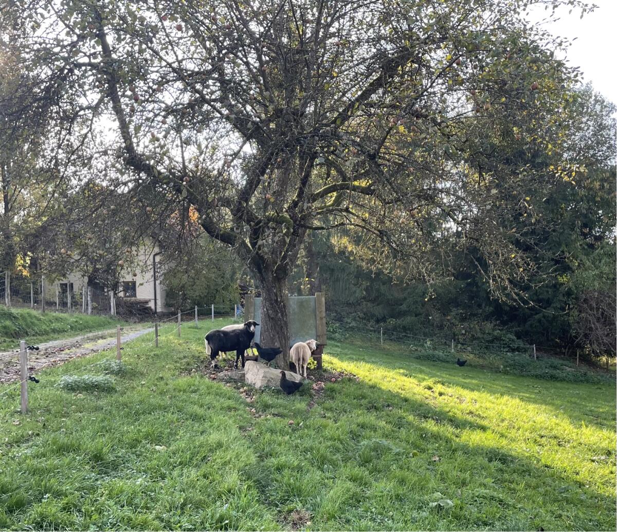 Waldschafwidder reinrassig schwarz 3
