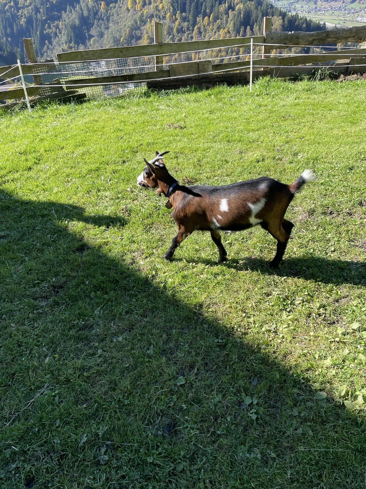 Ziege 1
